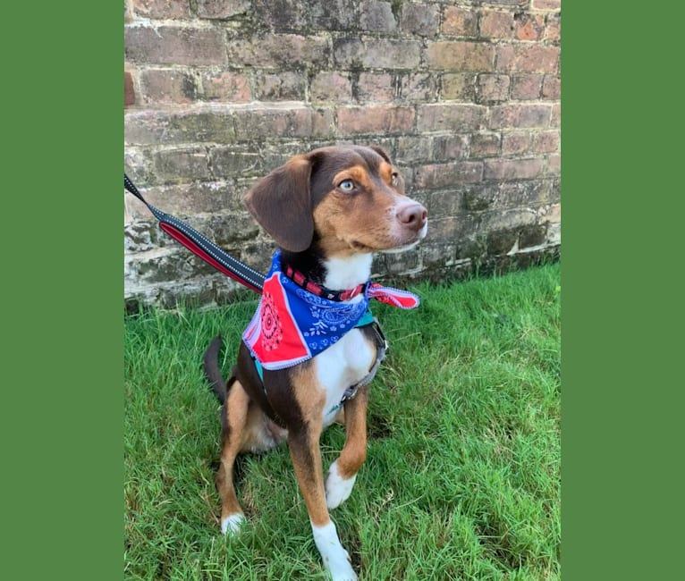 Photo of Beowulf, a Miniature Pinscher and Beagle mix in Williamsburg, VA, USA