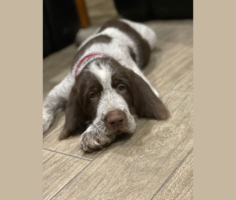 Mac, a Spinone Italiano tested with EmbarkVet.com