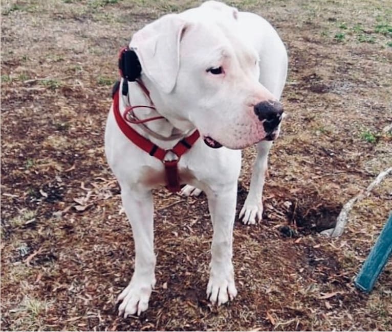 Mercy, a Dogo Argentino tested with EmbarkVet.com