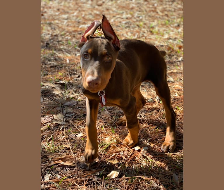 Reba, a Doberman Pinscher tested with EmbarkVet.com