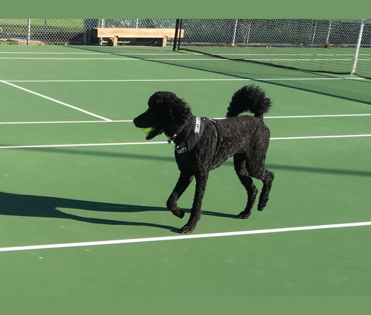 Photo of Leo, a Poodle (Standard)  in Burnaby, British Columbia, Canada