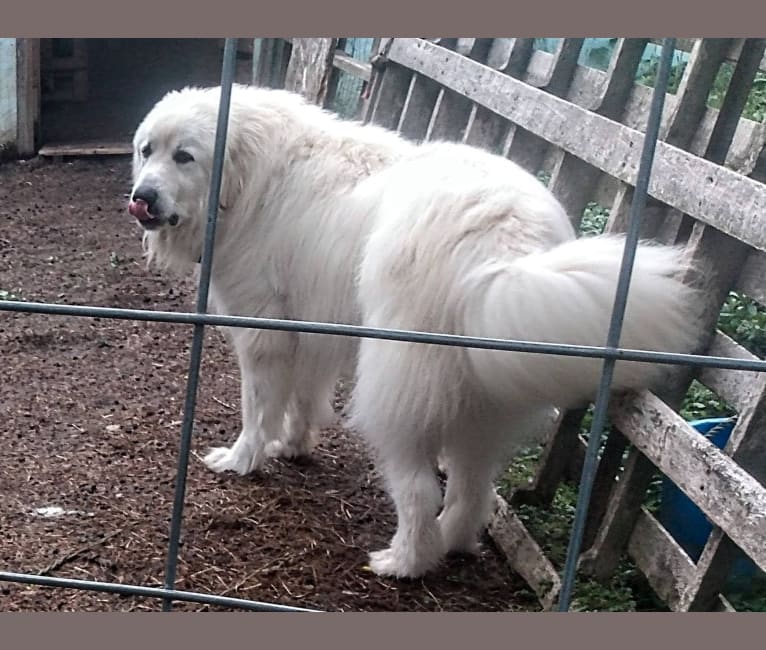 Moose, a Great Pyrenees tested with EmbarkVet.com