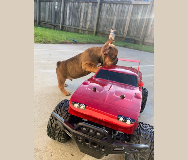Tchoup, a French Bulldog tested with EmbarkVet.com