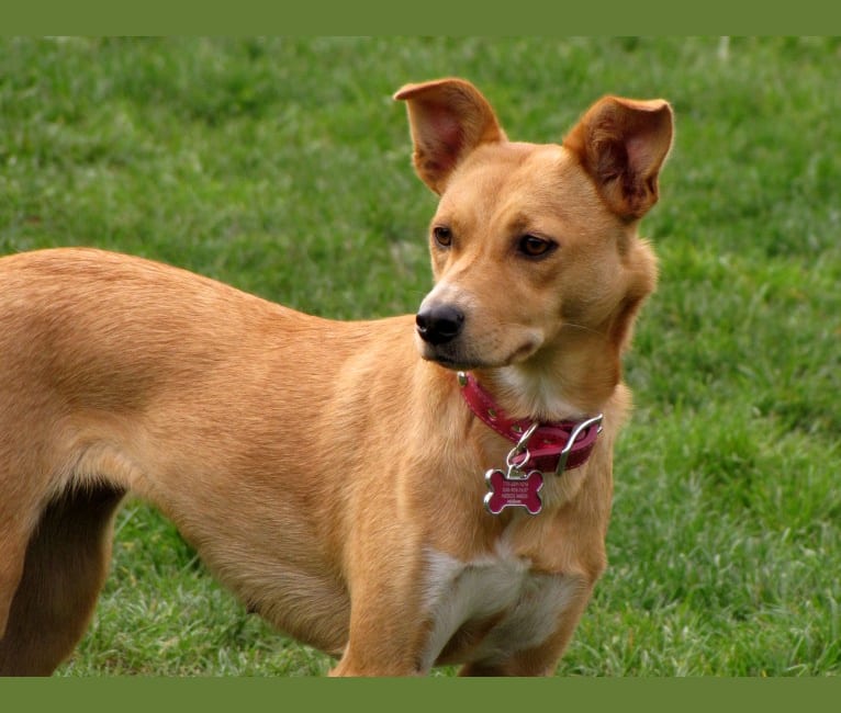 Photo of Zoe, an Australian Cattle Dog, Rat Terrier, and Australian Kelpie mix in Klamath Falls, Oregon, USA