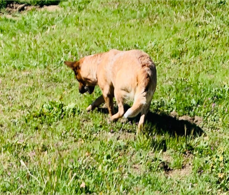 Lyosha, an Australian Cattle Dog tested with EmbarkVet.com