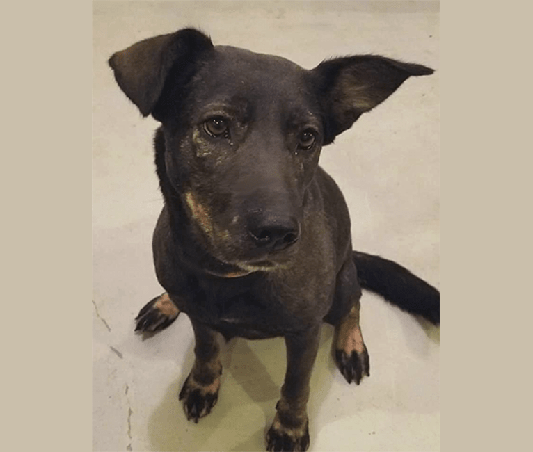 Hayley, a Labrador Retriever and German Shepherd Dog mix tested with EmbarkVet.com