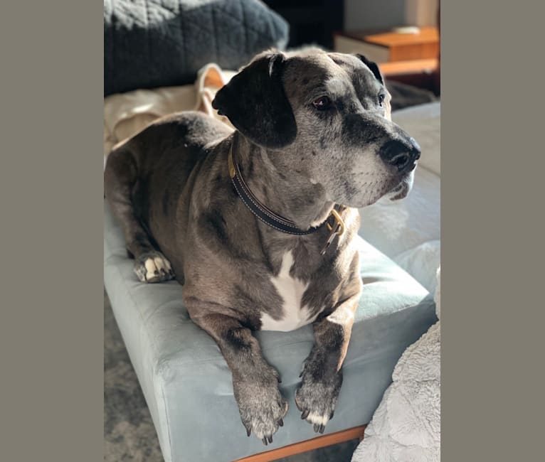 Corgi and hotsell great dane mix