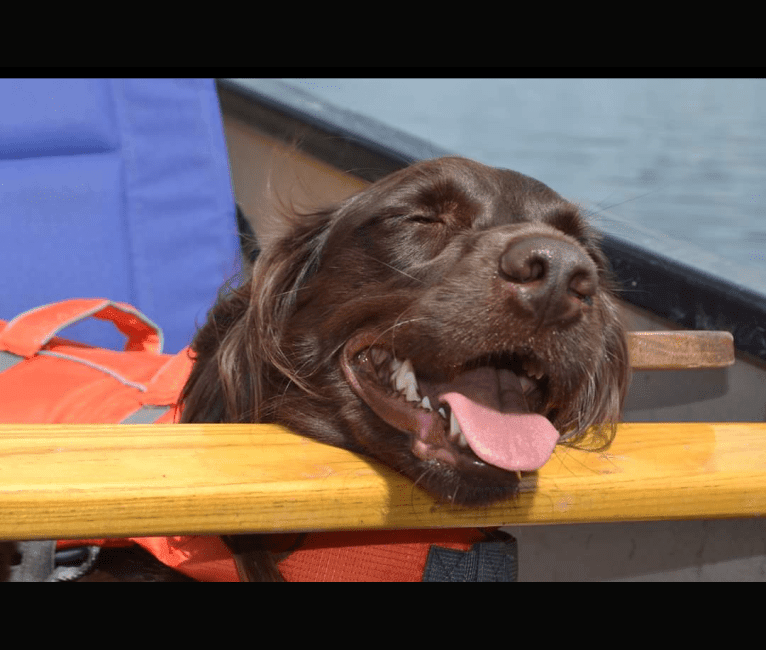 Luna, a Boykin Spaniel and Golden Retriever mix tested with EmbarkVet.com