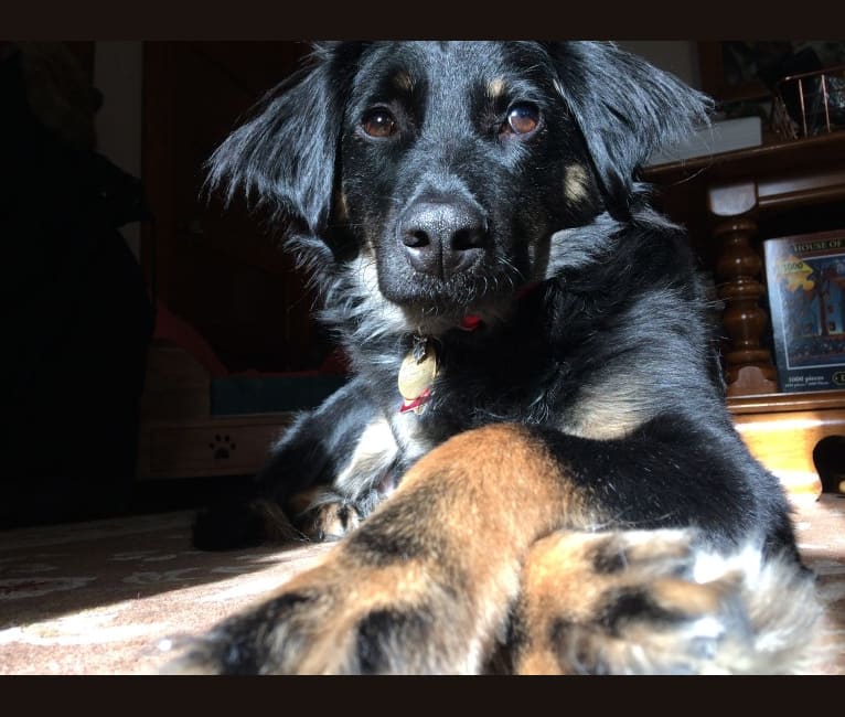 Black and tan coonhound golden retriever mix outlet