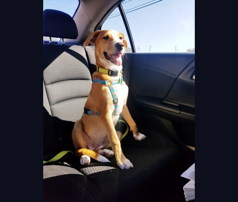 Photo of Naia, an American Pit Bull Terrier, Boxer, and Mixed mix in San Antonio, Texas, USA