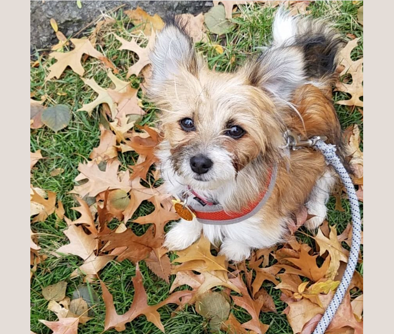 Ruby, a Havanese and Yorkshire Terrier mix tested with EmbarkVet.com