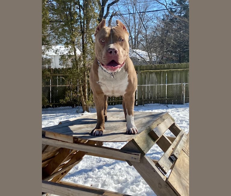 Lucci, an American Bully tested with EmbarkVet.com