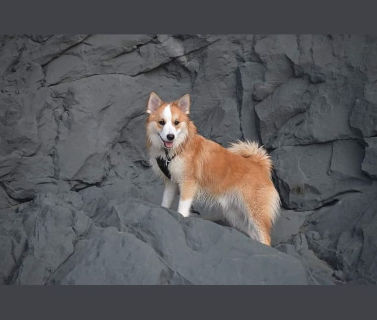 Stark, an Icelandic Sheepdog tested with EmbarkVet.com