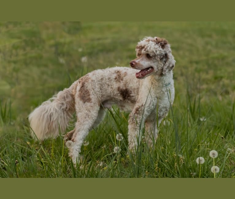 Trooper, an Aussiedoodle tested with EmbarkVet.com