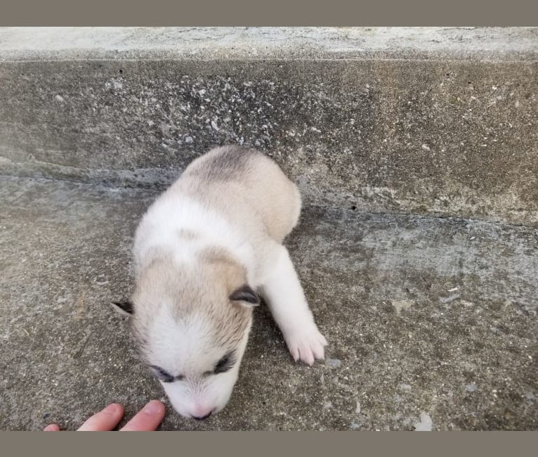 Everest, a Siberian Husky and German Shepherd Dog mix tested with EmbarkVet.com