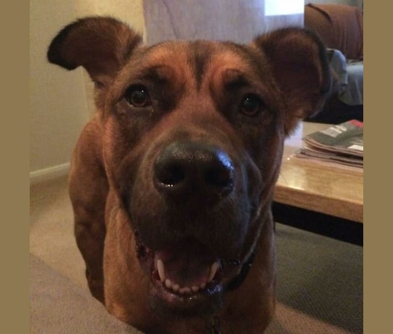 Jax, an American Pit Bull Terrier and Chow Chow mix tested with EmbarkVet.com