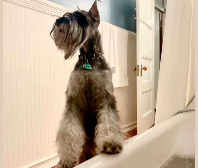 Photo of Alfred, a Standard Schnauzer  in Maryland, USA