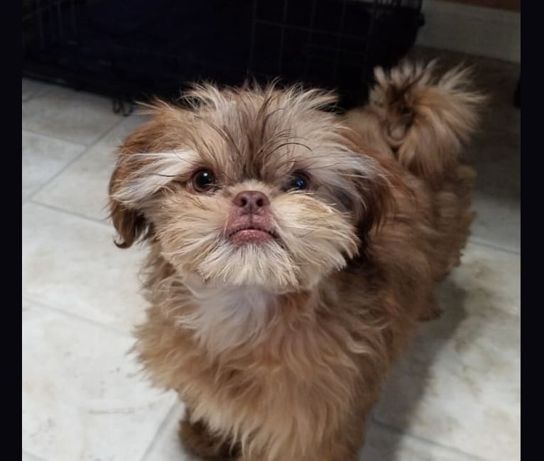 Eros, a Shih Tzu tested with EmbarkVet.com