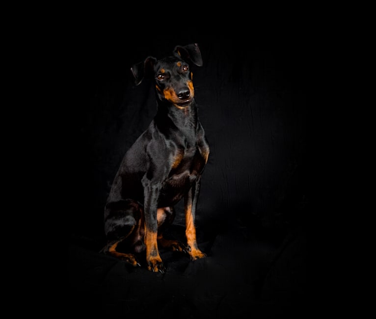 Basil, a Manchester Terrier (Toy) and Russell-type Terrier mix tested with EmbarkVet.com