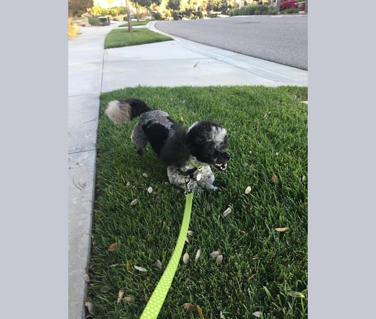 Micah, a Bichon Frise and Poodle (Small) mix tested with EmbarkVet.com