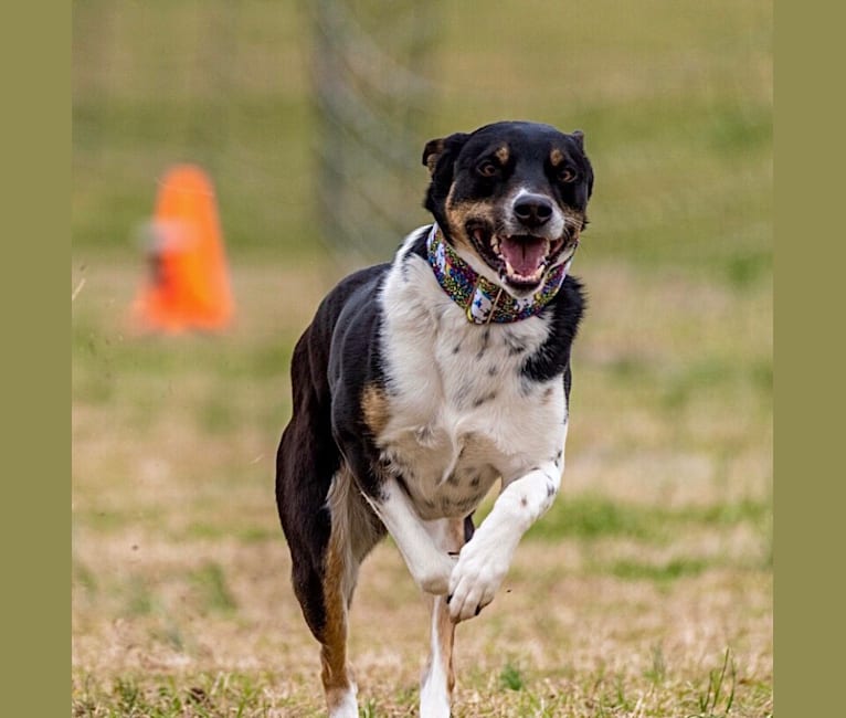 Photo of Gypsy, a Siberian Husky, American Pit Bull Terrier, and Mixed mix in White Pine, Tennessee, USA