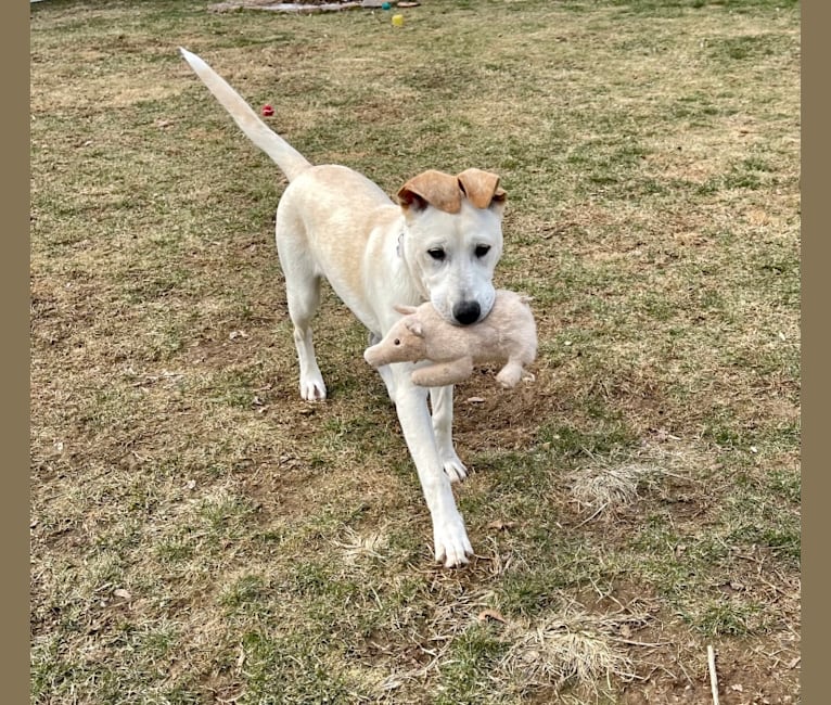 Phin, an Australian Cattle Dog and American Pit Bull Terrier mix tested with EmbarkVet.com