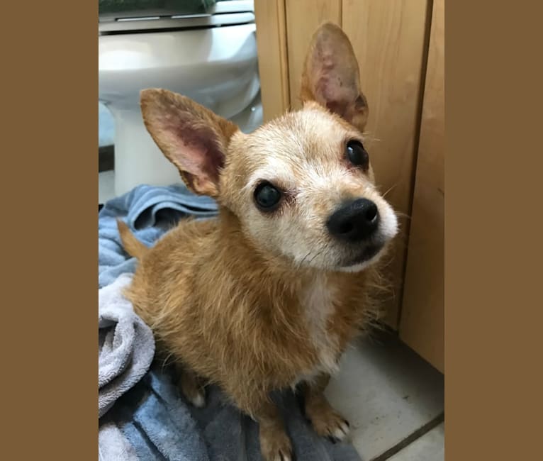 Oscar, a Yorkshire Terrier and Chihuahua mix tested with EmbarkVet.com