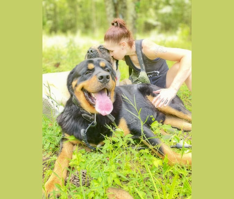 Akuma, a Tibetan Mastiff and Rottweiler mix tested with EmbarkVet.com