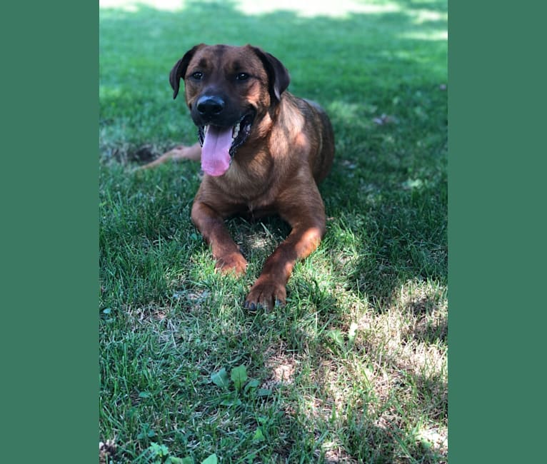 Copper, a Rottweiler and American Pit Bull Terrier mix tested with EmbarkVet.com