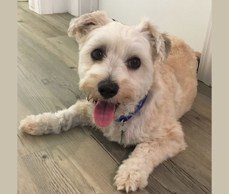 Teddy, a Yorkshire Terrier and Poodle (Small) mix tested with EmbarkVet.com