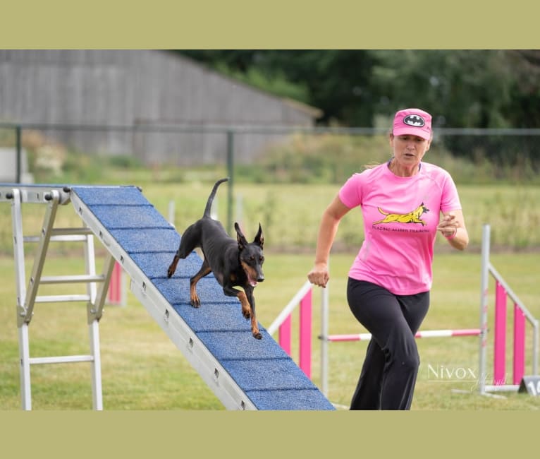 OVER THE TOP Metheora, a Manchester Terrier (Toy) and Doberman Pinscher mix tested with EmbarkVet.com