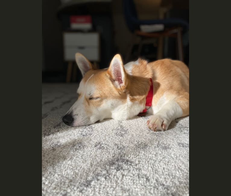 Mango, a Jindo and Pembroke Welsh Corgi mix tested with EmbarkVet.com