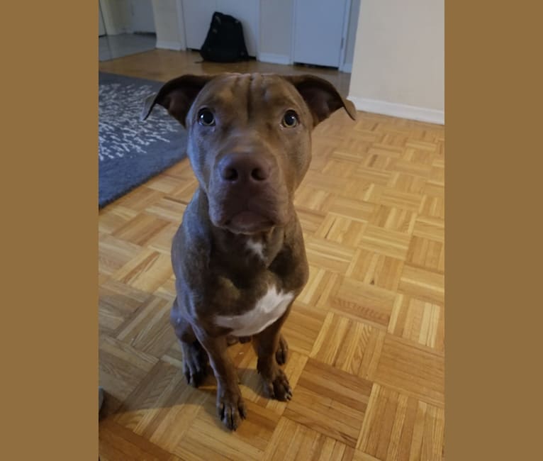 embark dog dna test breed