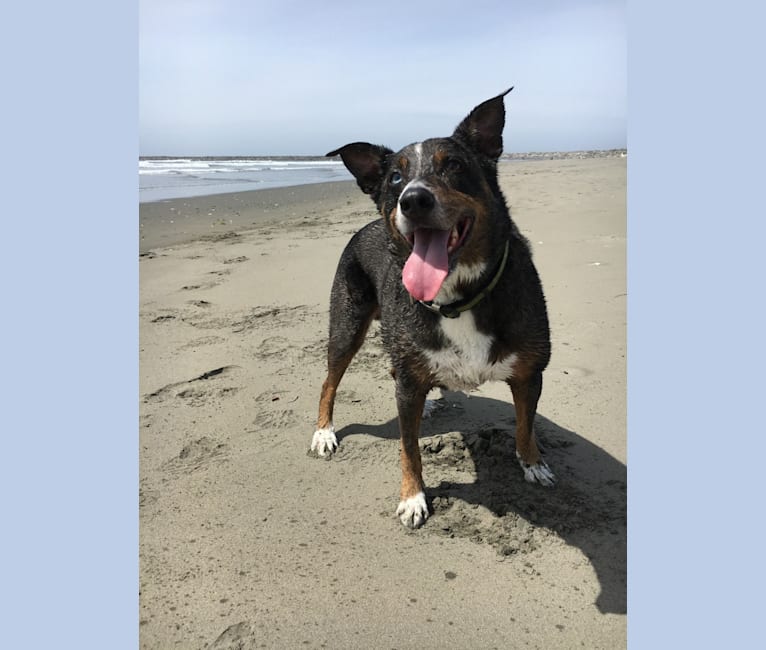 Photo of Blue, an Australian Shepherd, Border Collie, American Staffordshire Terrier, English Springer Spaniel, Pointer, and Mixed mix in Olympia, Washington, USA