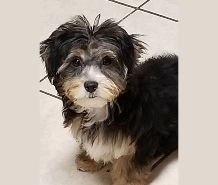 Bella Rose, a Yorkshire Terrier and Maltese mix tested with EmbarkVet.com