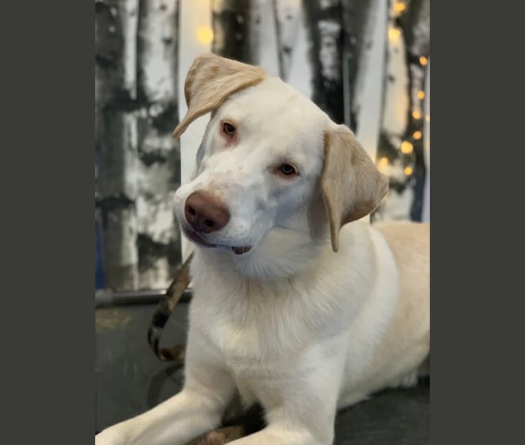 Photo of Yukon, a Siberian Husky, Labrador Retriever, German Shepherd Dog, Treeing Walker Coonhound, and Redbone Coonhound mix