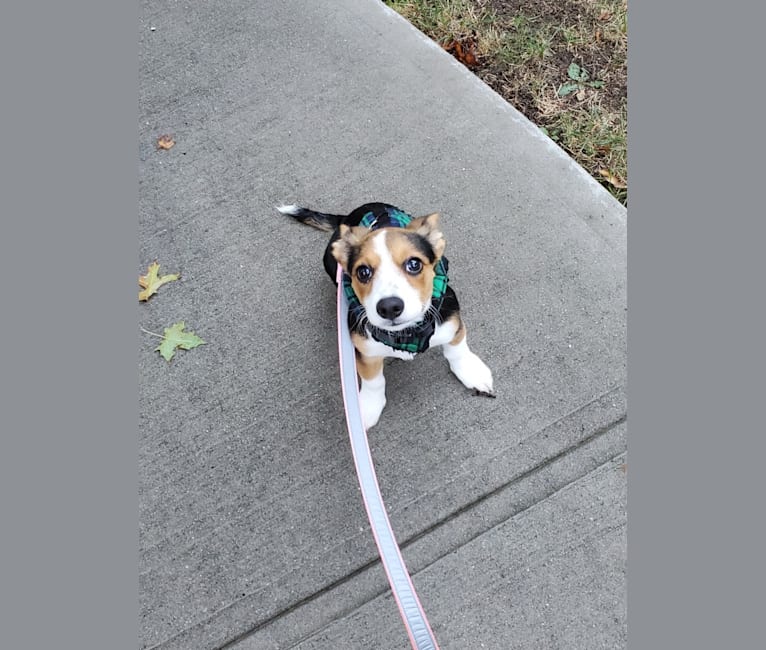 Luna, a Chihuahua and Dachshund mix tested with EmbarkVet.com