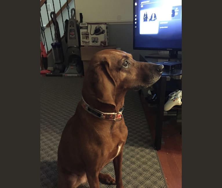 Haley, a Redbone Coonhound tested with EmbarkVet.com