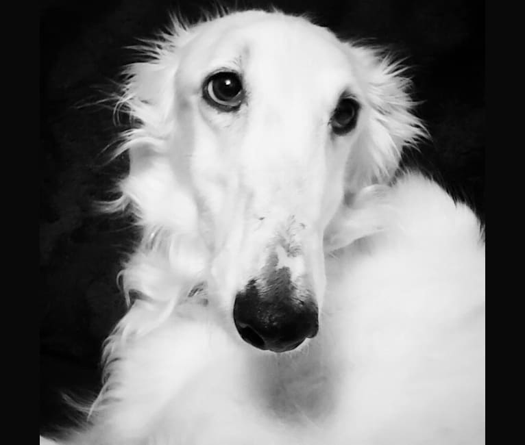 Iskra, a Borzoi tested with EmbarkVet.com