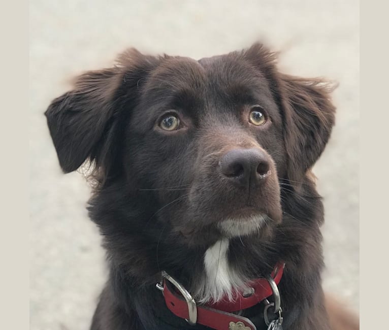 Buddy, a Labrador Retriever and Staffordshire Terrier mix tested with EmbarkVet.com