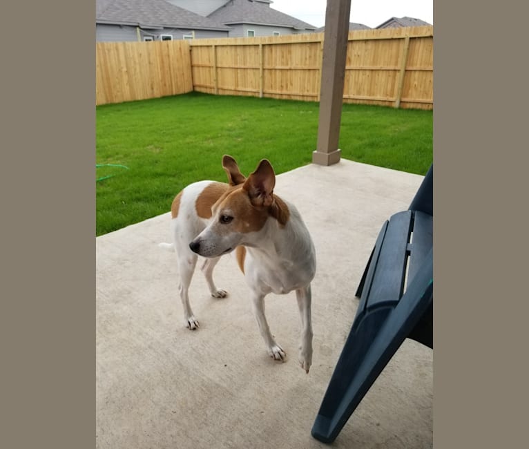 Photo of Jax, a Rat Terrier, Toy Fox Terrier, Great Pyrenees, Australian Cattle Dog, and Mixed mix in San Antonio, Texas, USA