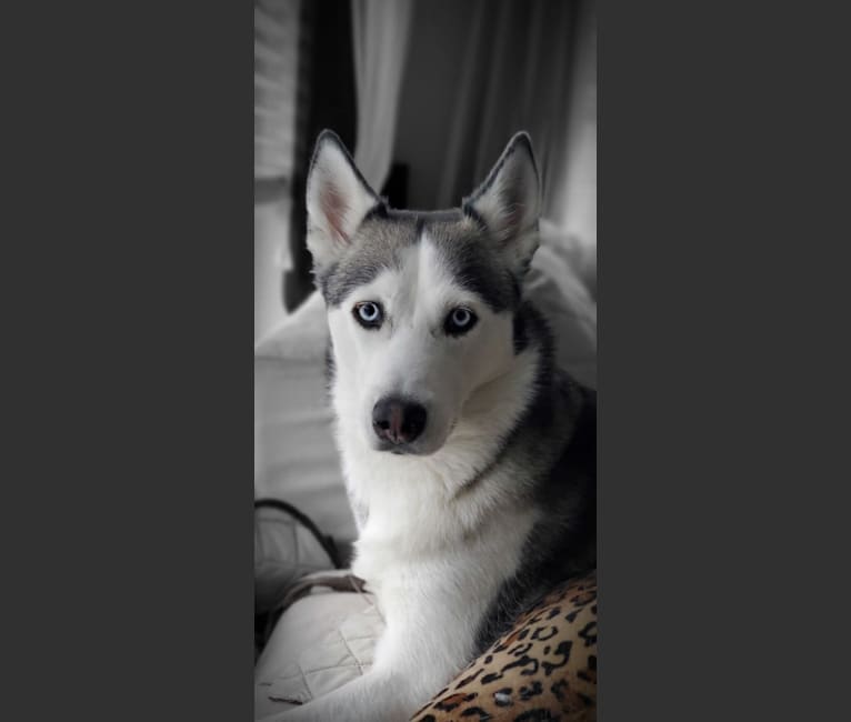 Yuki, a Siberian Husky tested with EmbarkVet.com