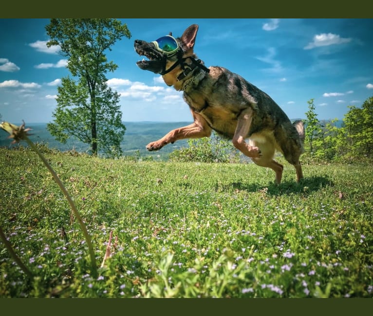 Timber, a German Shepherd Dog tested with EmbarkVet.com