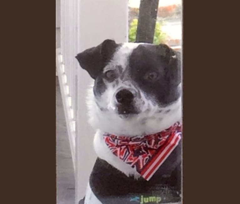 Reggie, a Chihuahua tested with EmbarkVet.com