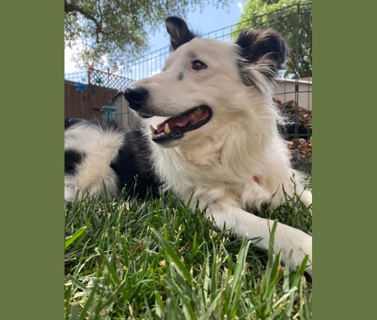 Poppy, a Border Collie tested with EmbarkVet.com