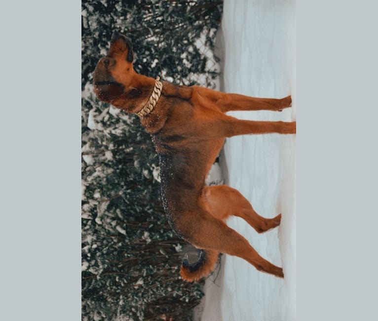 Photo of Milo, a Rottweiler, Golden Retriever, and Mixed mix in Hempstead, New York, USA
