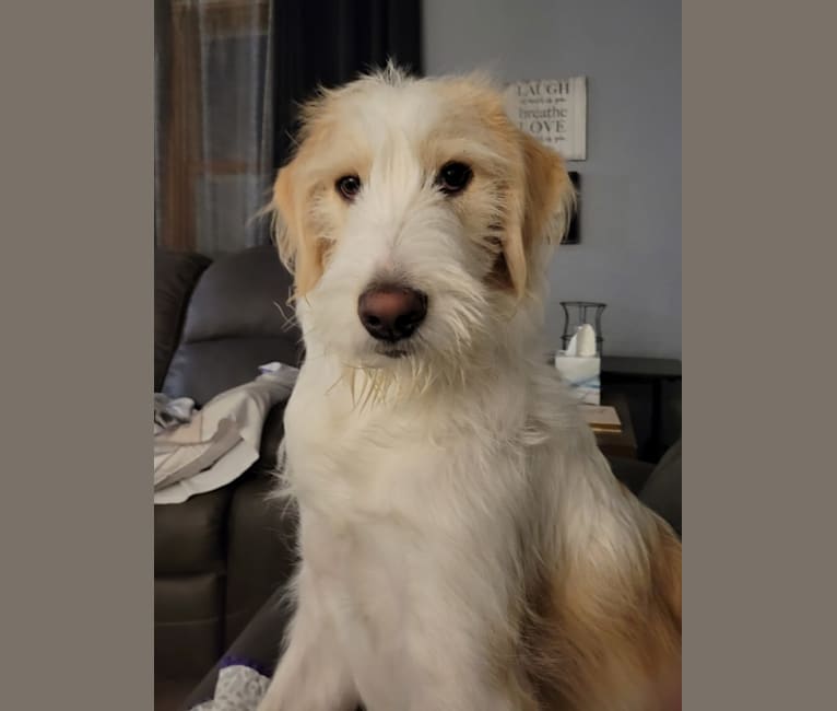 Amaretto, a Great Pyrenees and Poodle (Standard) mix tested with EmbarkVet.com