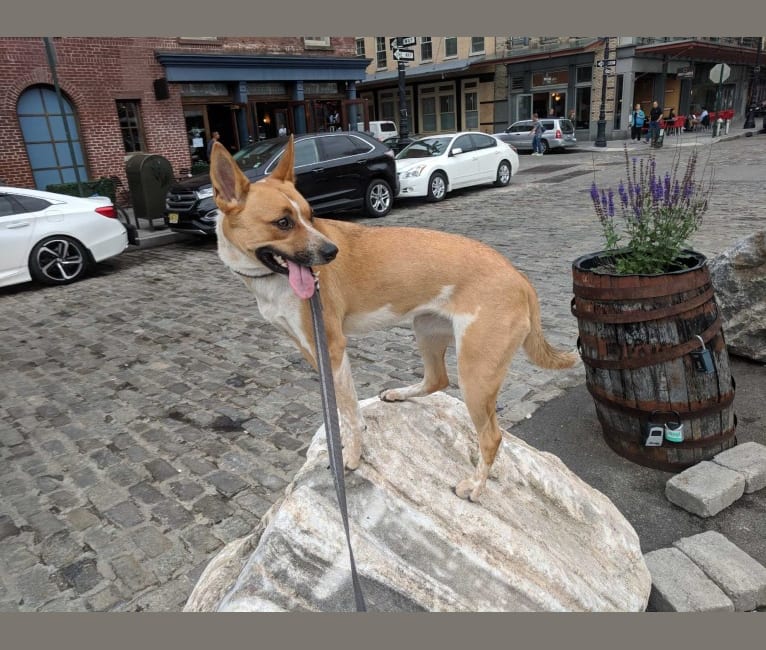 Gracie, an Australian Cattle Dog and Boxer mix tested with EmbarkVet.com