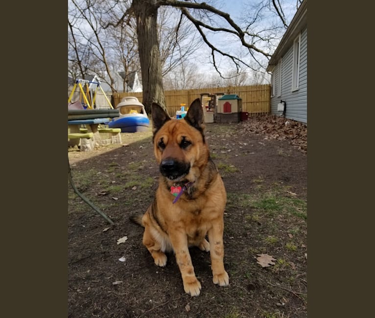 Xena, a German Shepherd Dog and Chow Chow mix tested with EmbarkVet.com