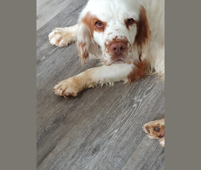 Photo of Betty, a Clumber Spaniel  in Durham, UK